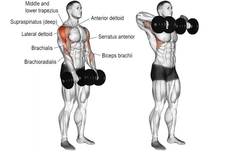 Dumbbell Upright Row Muscles Worked