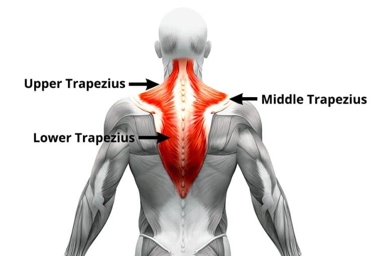 Trapezius Muscles