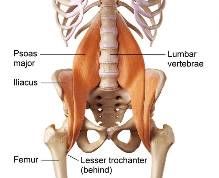 Psoas Anatomy
