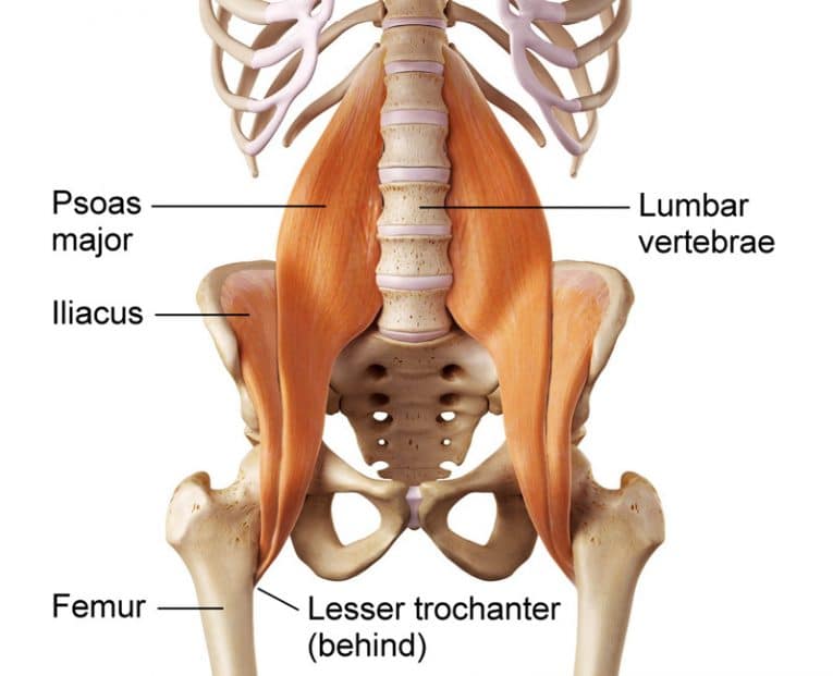 Hip Flexors: The Best Psoas Exercises and Stretches – Fitness Volt