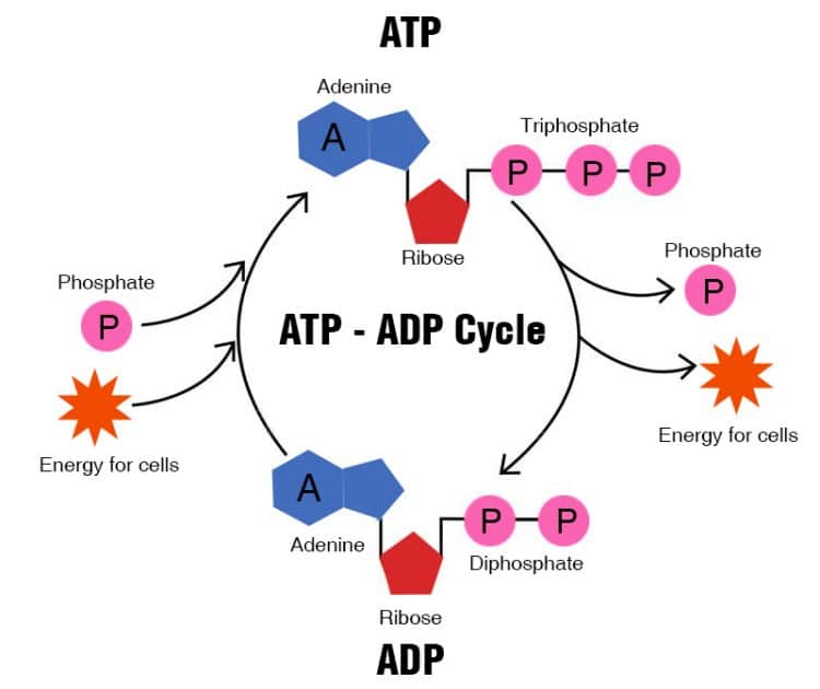 ATP - ADP Cycle