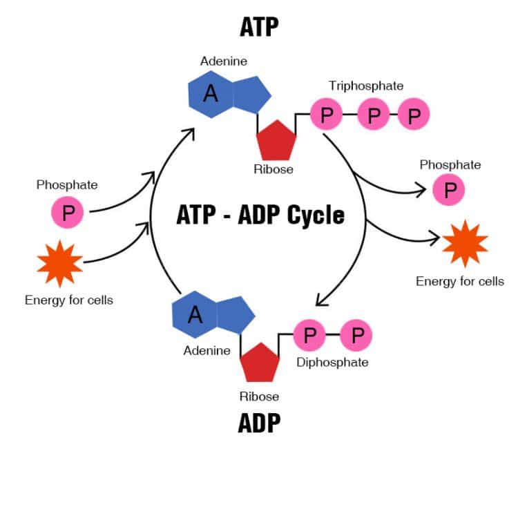ATP - ADP Cycle