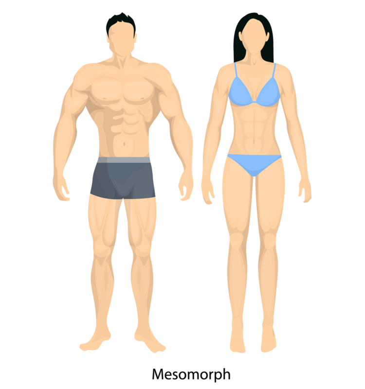 Mesomorph Body Type