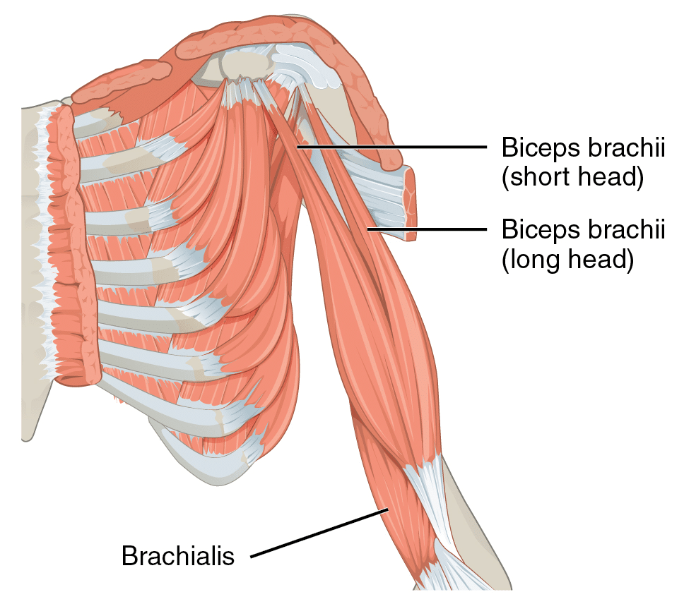 10 Best Long Head Biceps Exercises For Bigger Arms And A Higher Peak 