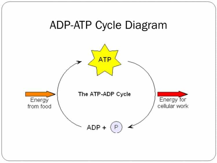ADP ATP Cycle Diagram