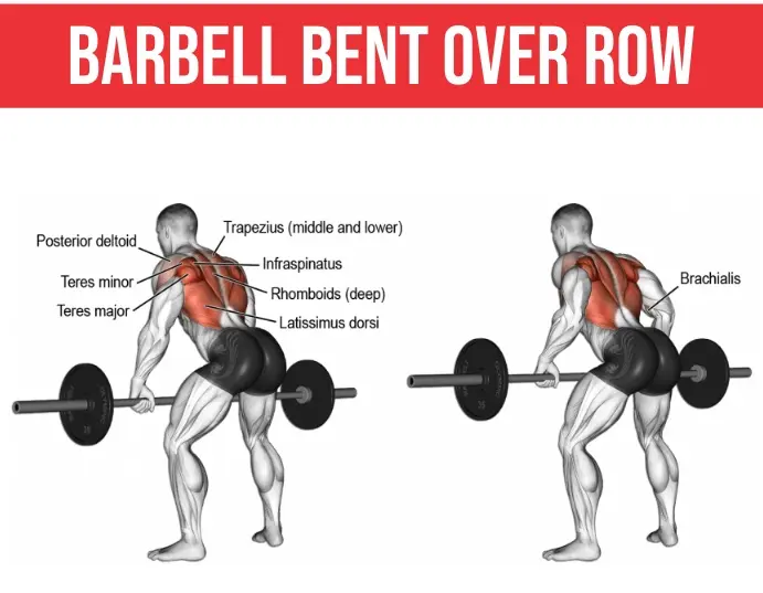 Barbell Bent Over Row Muscles Worked