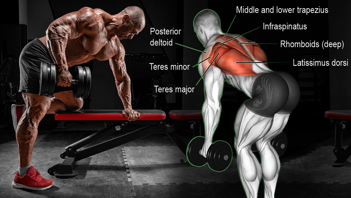 weekly fatigue ignore The17 Best Bent Over Row Alternatives for A Bigger, More Muscular Back –  Fitness Volt
