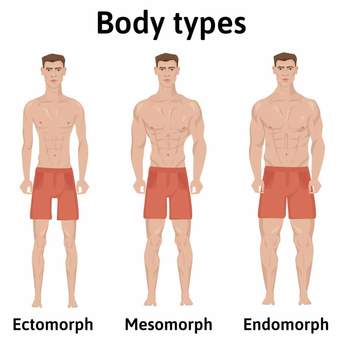 ecto mesomorph muscle type