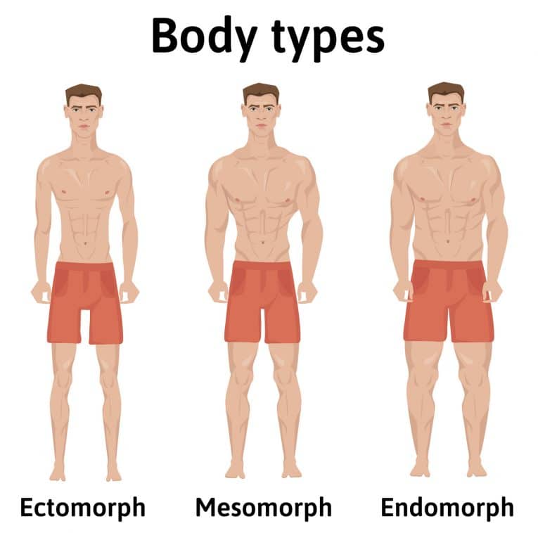 ecto endo body type