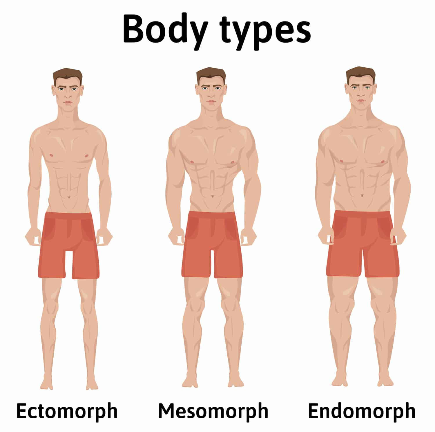 Ectomorph Workout: The Skinny Guy’s Training Guide – Fitness Volt