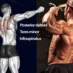 Face Pull Alternatives