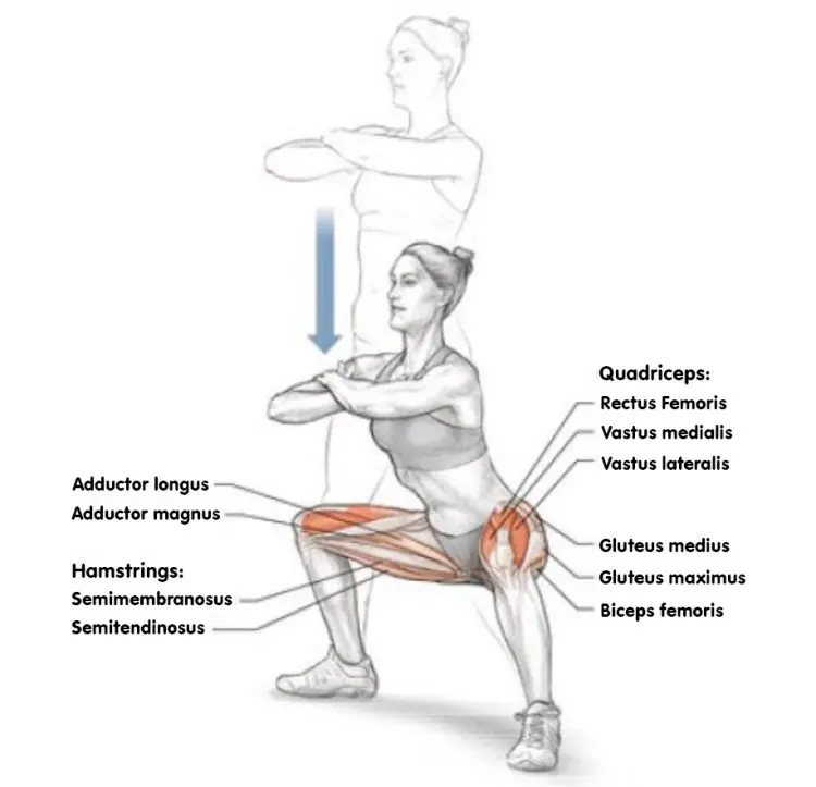Wide Squat Stance Muscles Worked