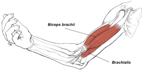 Brachialis Anatomy