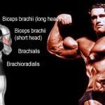 Brachialis Exercises And Workout