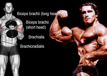 Brachialis Exercises And Workout