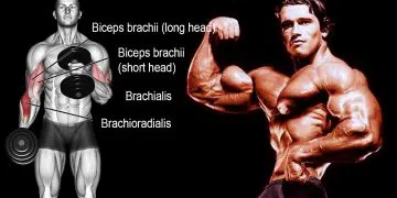 Brachialis Exercises And Workout