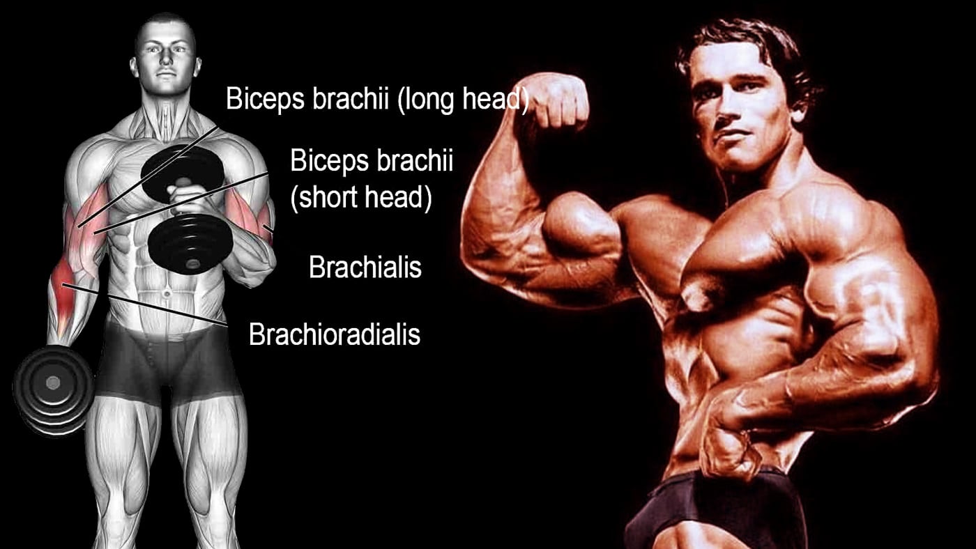 7 Best Brachialis Exercises for Bigger Stronger Arms - SET FOR SET