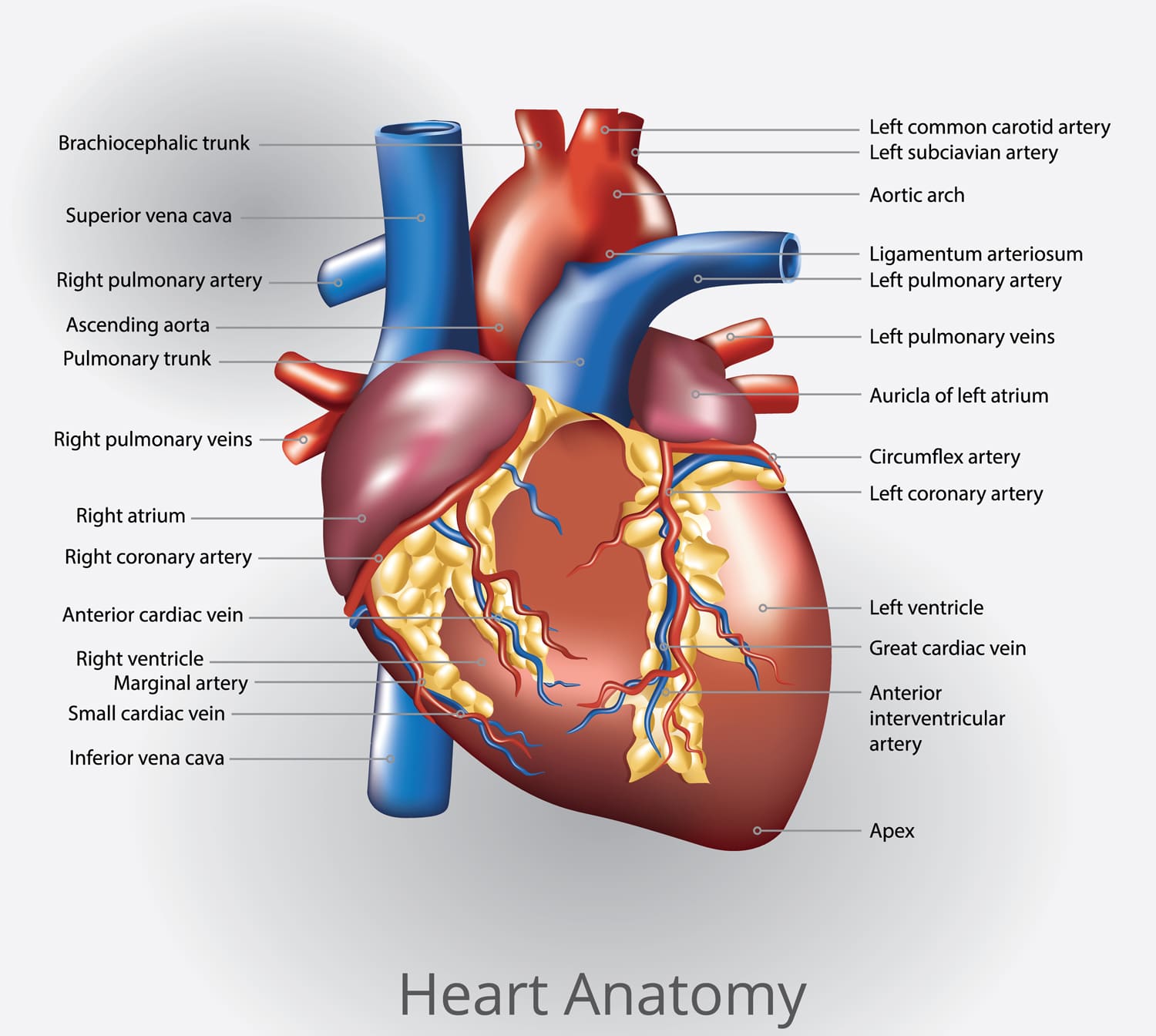 Fitness and Fat Loss: How Much Cardio is Too Much? – Fitness Volt