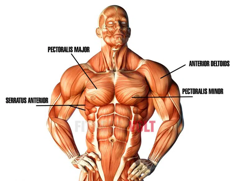 Pec Deck Muscles Worked