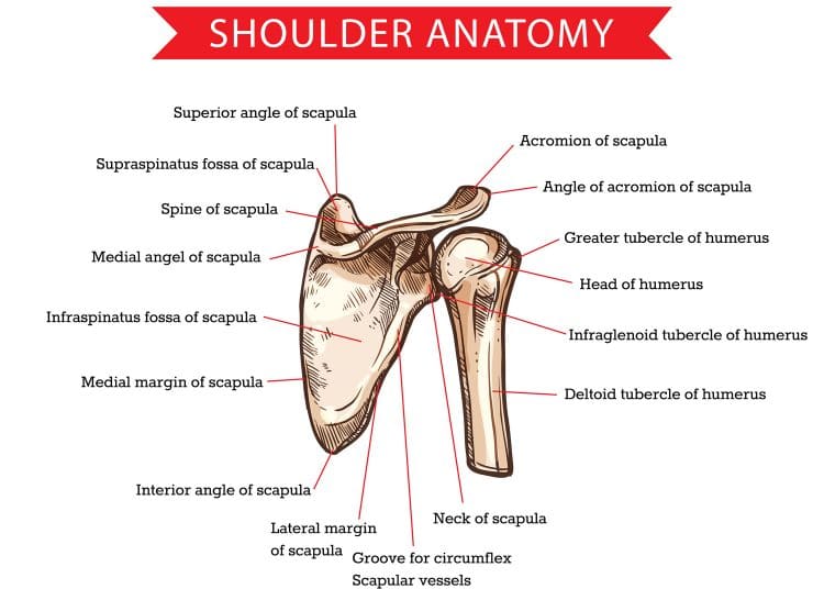 Human Shoulder Anatomy