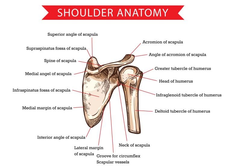Human Shoulder Anatomy