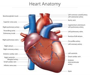 Target Heart Rate Calculator – Fitness Volt