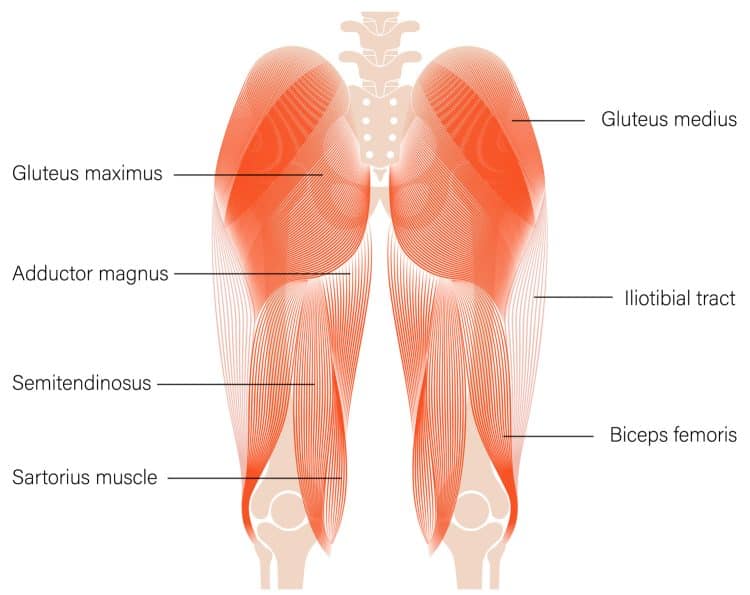 Glutes Anatomy