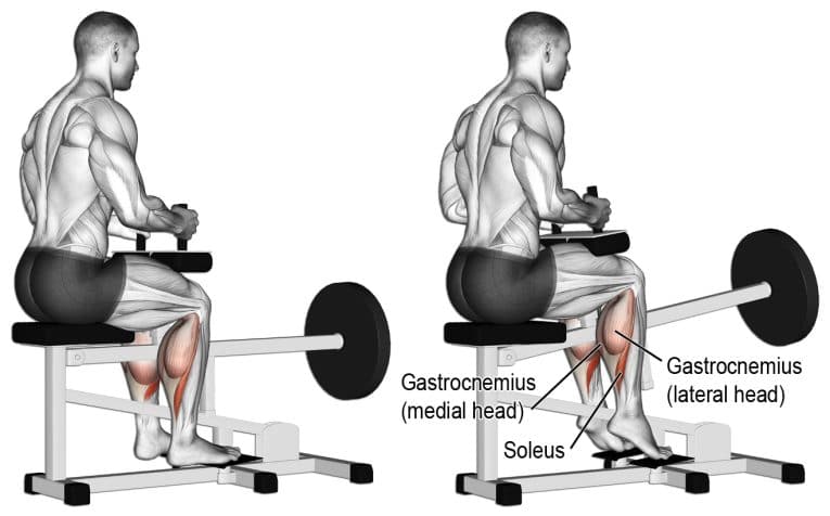 Donkey Calf Raises Alternatives for Massively Muscular Lower Legs ...