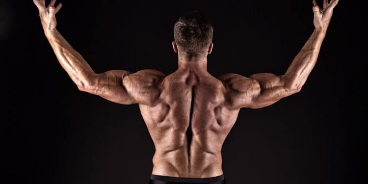 Build Muscular Back