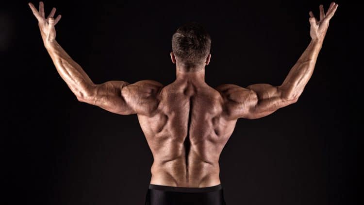 Build Muscular Back