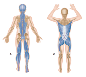 Landmine Rdls: Target Your Hamstrings, Glutes, And Core – Fitness Volt