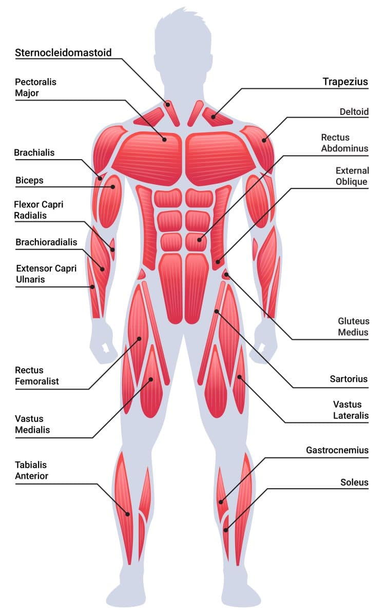 Body Structure Muscle Map