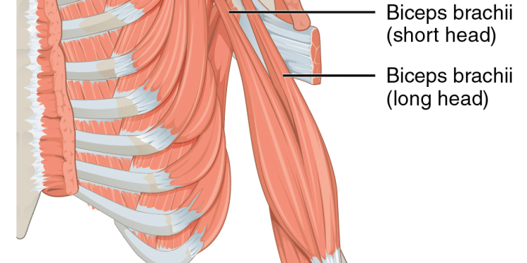 Biceps Anatomy