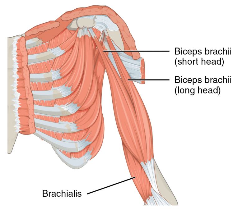 12 Best Cable Machine Exercises for Bigger Biceps (+ Workout)