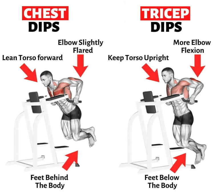 Chest Dips vs. Triceps Dips