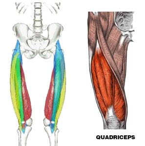 Close Stance Squat: Target Your Quads, Glutes, and More! – Fitness Volt