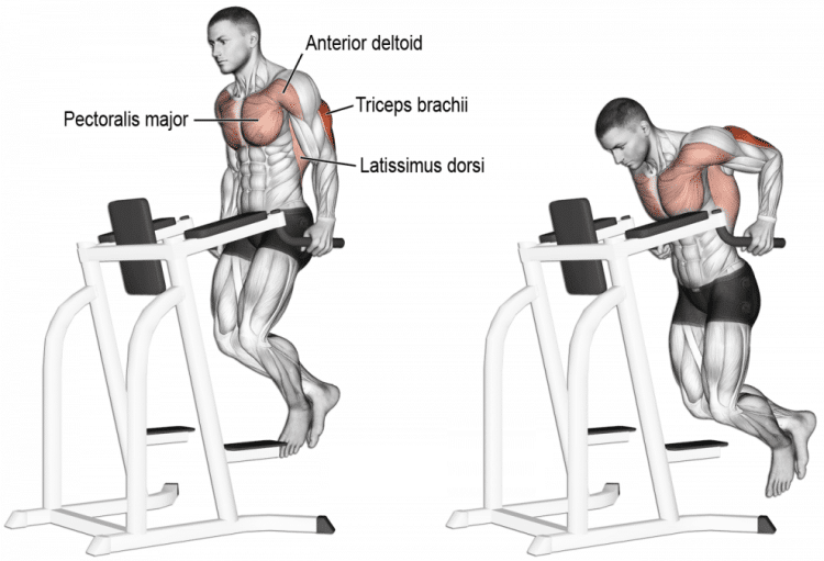 Choosing the Best Dips for Building Chest and Triceps