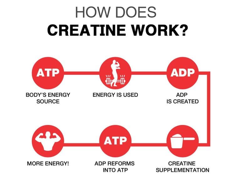 How Does Creatine Work