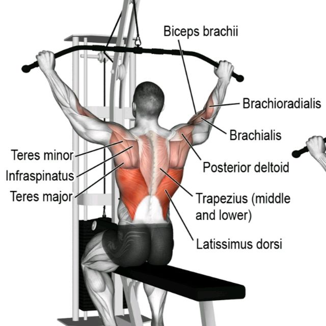 Pronated Pulldown Muscles Worked How To Benefits And Alternatives 