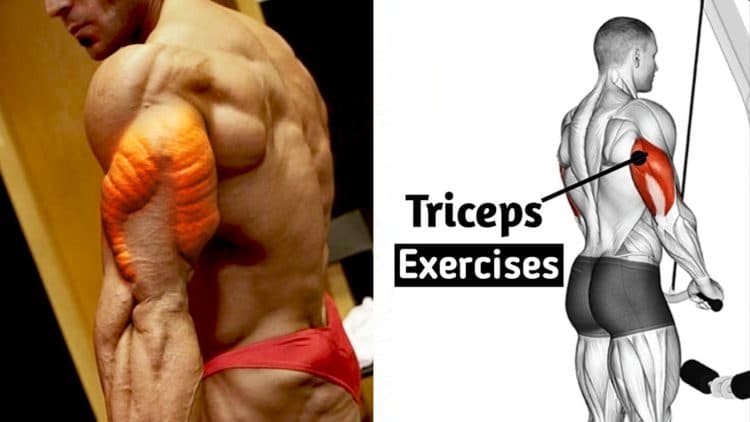 Best Cable Exercises For Triceps