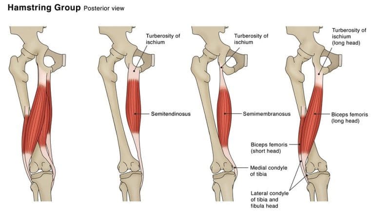 Five Ways to Fix Tight Hamstrings – Fitness Volt