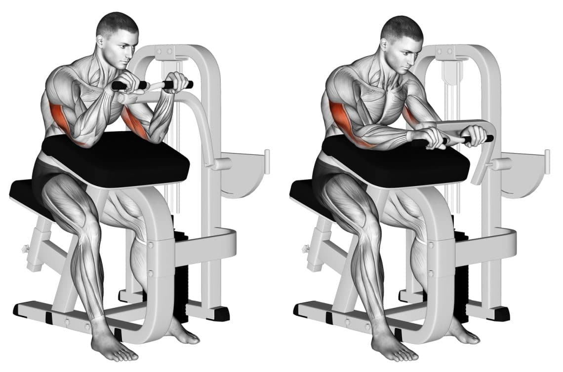 Machine Triceps Extension Target Your Triceps Anconeus Effectively Machine Triceps Extension Target Your Triceps Anconeus Effectively