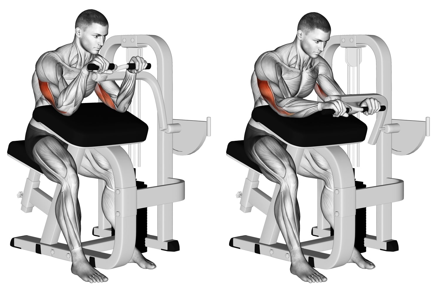 Machine Triceps Extension: Target Your Triceps & Anconeus Effectively ...