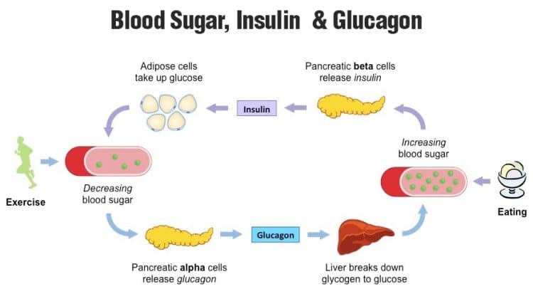 Blood Sugar Insulin And Glucagon