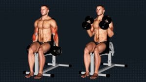 Seated Hammer Curl