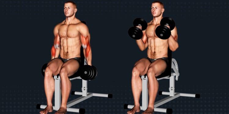 Seated Hammer Curl