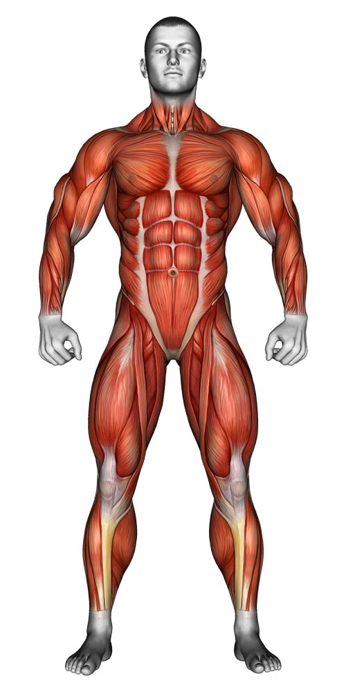 Human Muscle