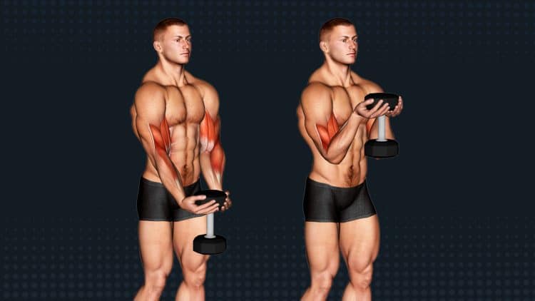 Waiter Curl Exercise Guide