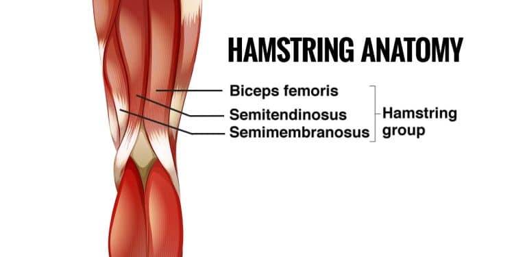 Hamstring Anatomy