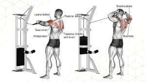 Best Cable Rear Delt Exercises